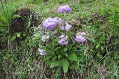 Primula denticulata